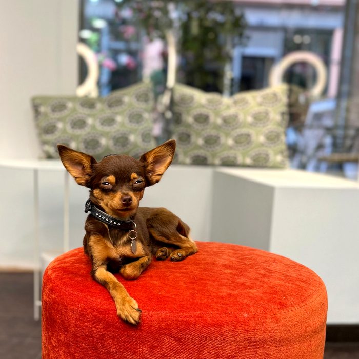 Mascotte du salon L'Opéra by Sabrina